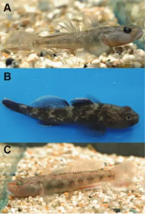 Table 2.  Specimens for mtDNA phylogenetic analysis.