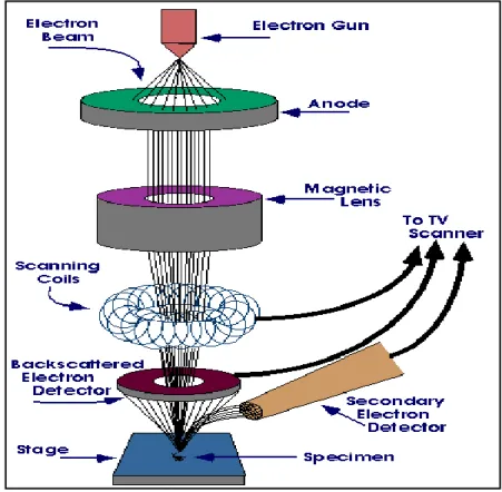 Figure 2-3 Scanning Electron Microscopy’s diagram   
