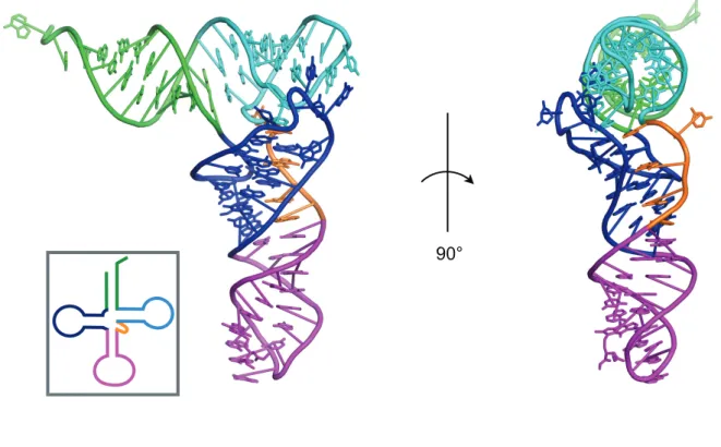 図  1-2 L  字型  tRNA  におけるコア領域