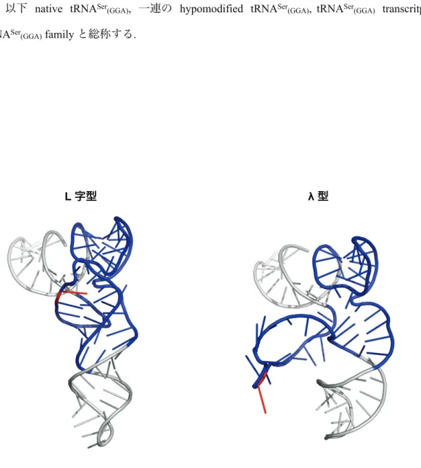 図 1-5 L 字型と λ 型 tRNA の三次構造の違い 
