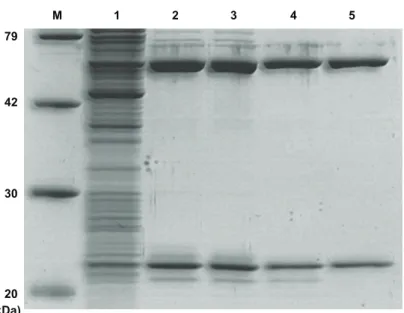 図  2-2-2. Recombinant M. acetivorans ArcTGT  の精製