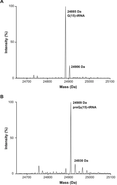 図 2-2-5 Recombinant M. acetivorans ArcTGT による preQ 0 (15)-tRNA の調製  (A)  M. acetivorans tRNA Met  transcript の質量分析