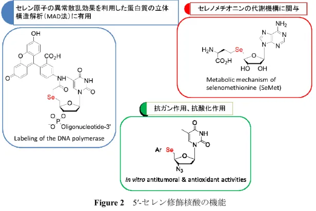 Figure 2  5′-セレン修飾核酸の機能 