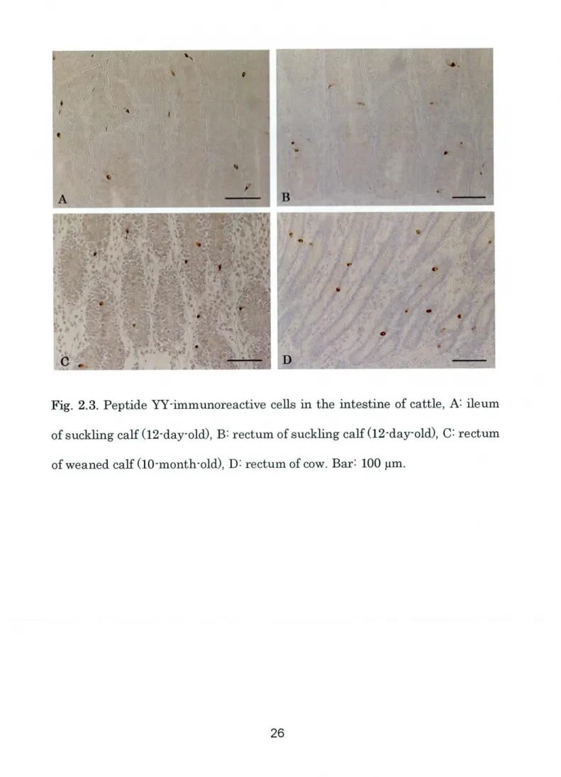 Fig. 2.3. Peptide W‑immunoreactive ceus in the intestine of cattle, A: ileum of suckling calf (12‑day‑old), B: rectum ofSuck1ing calf (12‑day‑old), C= rectum