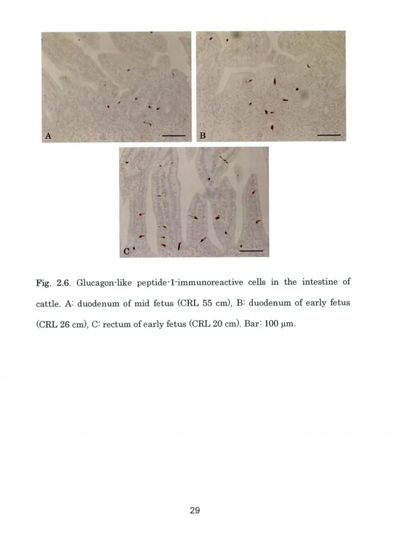 Fig. 2.6. Glucagon‑like peptide‑1‑immunoreactive cells in the intestine Of