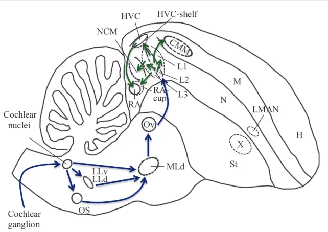 Fig. 2. Schematic longitudinal section of zebra finch brain showing the auditory  pathways, with the known connections