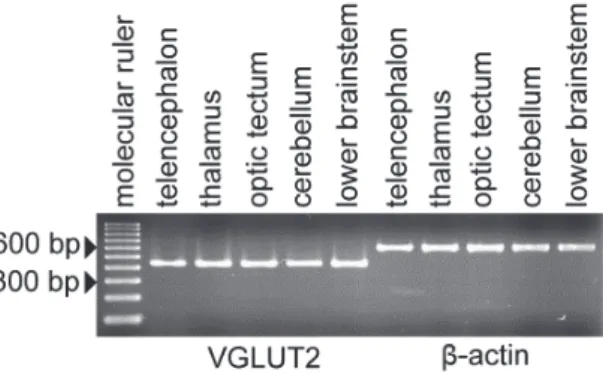 Fig. 3.1. Detection of VGLUT2 mRNA in RT-PCR. Single band (450bp) in each lane  shows expression of VGLUT2 mRNA in telencephalon, thalamus, optic tectum,  cerebellum, lower brainstem