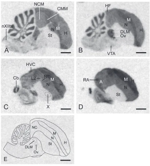 Fig. 3.4. In situ hybridization X-ray film autoradiograms show expression of VGLUT2  mRNA in longitudinal sections of the zebra finch brain (A-D)