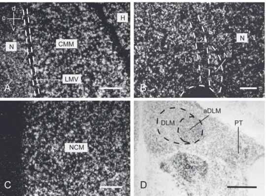 Fig. 3.5. Emulsion-coated sections show expression of VGLUT2 mRNA in neurons of  auditory areas of the telencephalon and thalamus under darkfield (A-C) and brightfield (D)  illuminations