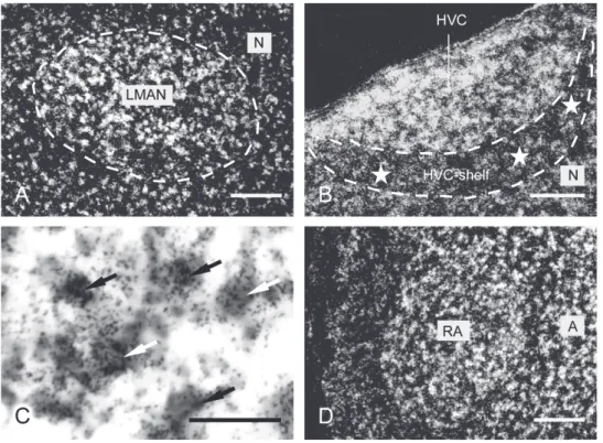 Fig. 3.6. Emulsion-coated sections show expression of VGLUT2 mRNA in neurons of  telencephalic song nuclei under darkfield (A, B, D) and brightfield (C) illuminations