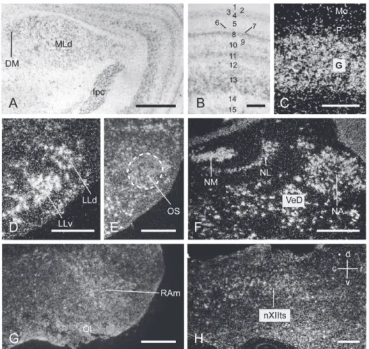 Fig. 3.7. Emulsion-coated sections show expression of VGLUT2 mRNA in neurons of the  brainstem and cerebellum under bright-field (A-B) and dark-field (C-H) illuminations