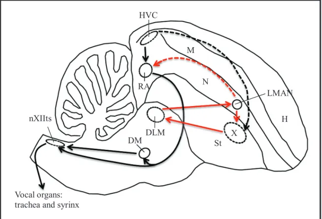 Fig. 1. Schematic longitudinal section of zebra finch brain showing the song pathways  with known connections