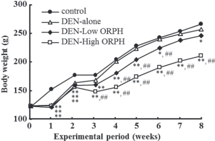 Fig. 1-1 Body weights of hepatectomized rats in control (black circles), DEN-alone (white triangles),  DEN-Low ORPH (black diamonds), and DEN-High ORPH (white squares) groups 