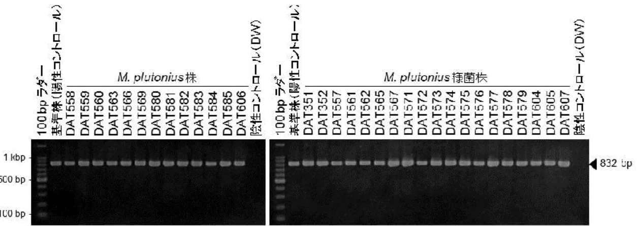 図 1-1  M. plutonius 特異的 PCR 法の結果 