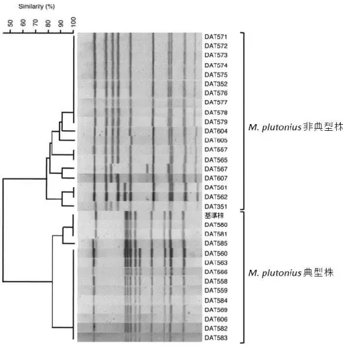 図 1-4  PFGE デンドログラム 