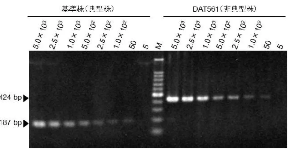 図 3-2  Duplex PCR 法の感度 