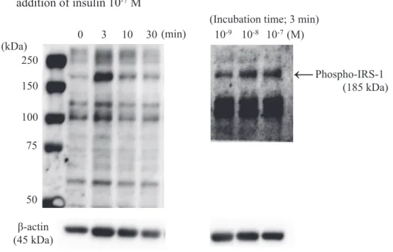 Fig. 2-4. Effect of insulin on tyrosine–phosphorylated proteins in adipocytes derived  from cats