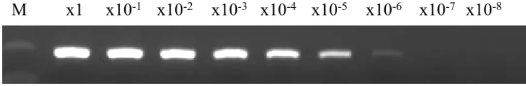 Fig. 1-1.  PCR detection limits for hemoplasma DNA using a sequence-specific plasmid. (A)  Standard  PCR  detected  a  positive  band  in  a  DNA  solution  diluted  at  10 -6  (B)  Direct  PCR  detected a positive band in a blood sample diluted at 10 -7 