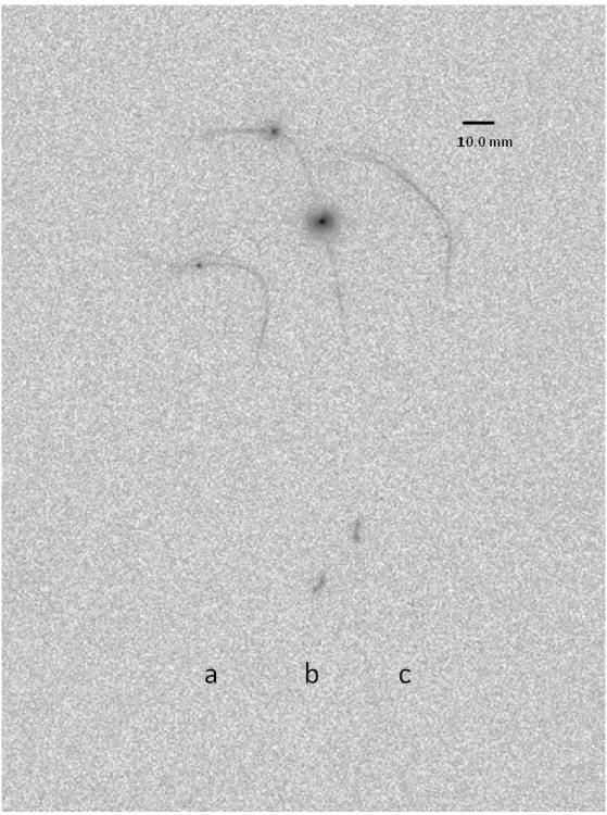 Fig.  6.  Autoradiogram  of  the  sampled  (a,  b,  and  c)   mane  of  the  wild  boar exposed  to  test  materials  for  23  days