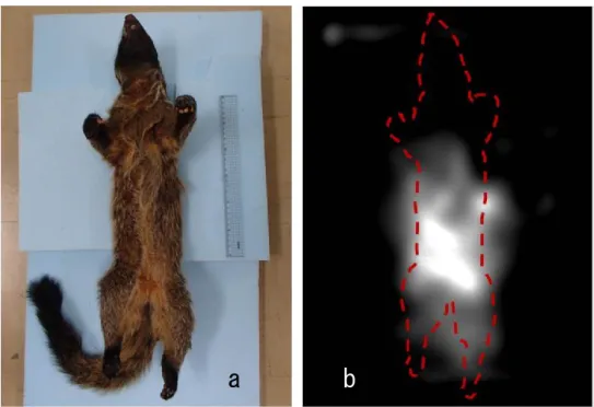 Fig.  7.  Sampled  wild  masked  palm  civet  (a)  and  scinti gram  of  the  wild  masked palm civet (b)