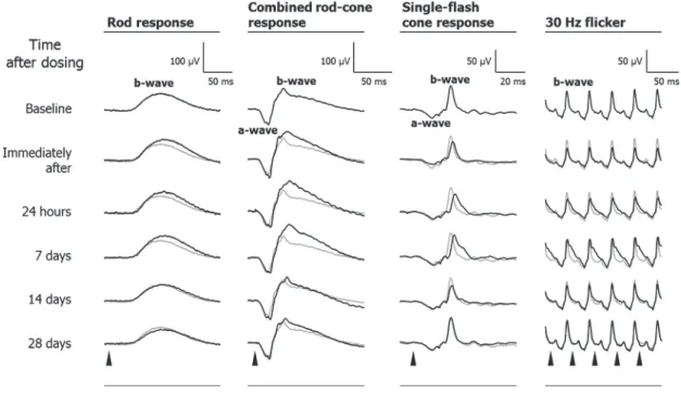 FIGURE 6.    Typical waveforms of the standard full-field ERGs in a digoxin-treated cynomolgus  monkey