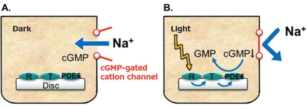 FIGURE 7.    A schematic representation of the phototransduction cascade at the outer segment of  the rod photoreceptors