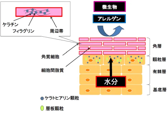 Figure 1. .Schematic representation of the stratum corneum components and their 