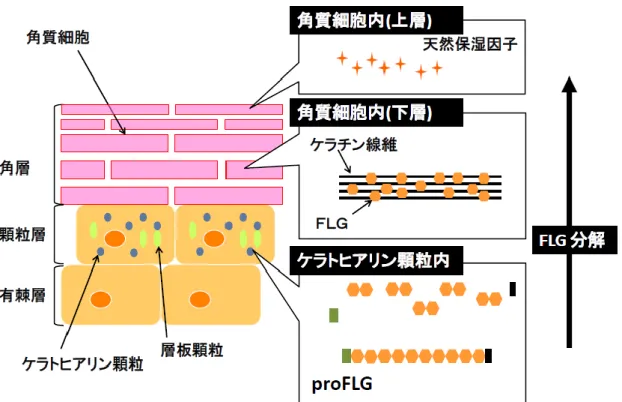 Figure 2. Production and processing of profilaggrin in the epidermis. 