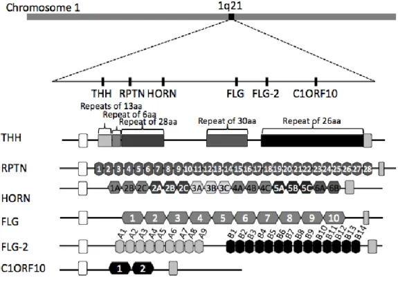 Figure 3. The position of S100 fused family on epidermal differential complex 