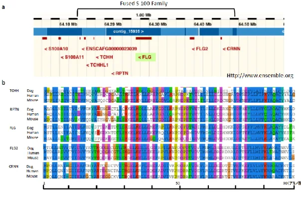 Figure 5. The genetic map of canine epidermal differential complex(EDC) and 