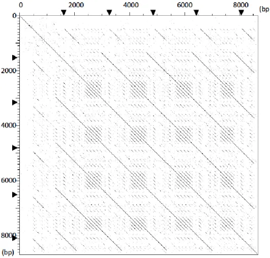 Figure 6. Dot matrix analysis to detect repetitive sequences on canine  FLG  gene. 