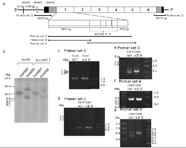 Figure 10 Comparison of the molecular weight of genes encoding parts   