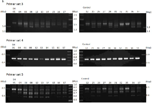 Figure 11. Comparison of the molecular weights of genes encoding   