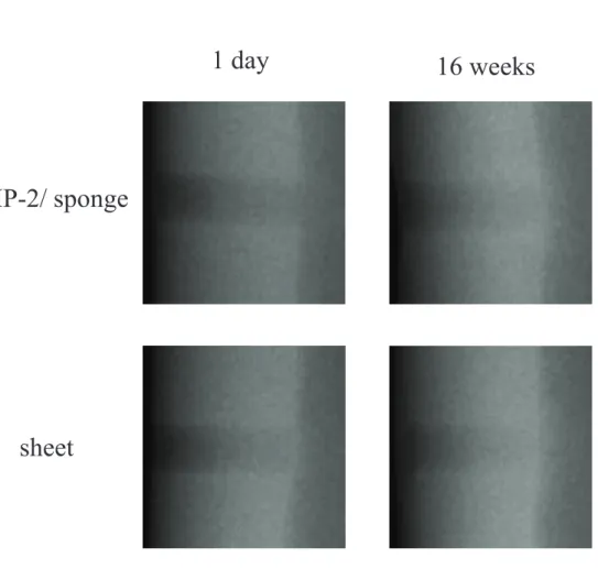 Figure 1-4. Example of radiographic images of bone defect sites treated with BMP-2/sponge  and sheet (horse No.1)