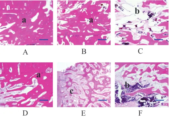 Figure 1-5. An example of histological findings 16 weeks post-operation (horse No.2). 