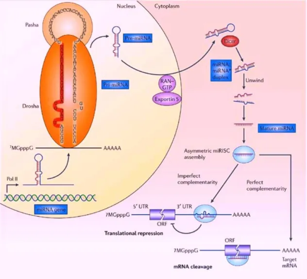 Figure 1. The biogenesis of microRNAs. This figure is cited from reference number  (13) and modified