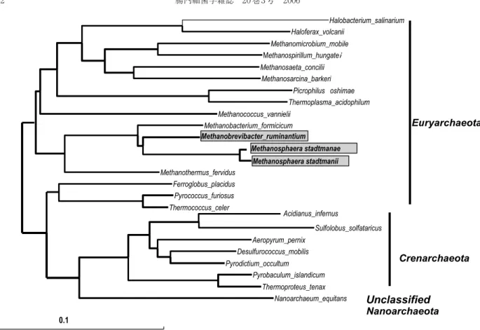 Fig. 1. Phylogenetic position of Archeal species reported in human intestine. Species reported are marked with closed box.