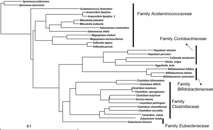 Fig. 3. Phylogenetic position of Gram positives reported in human intestine. Species reported are marked with closed box.