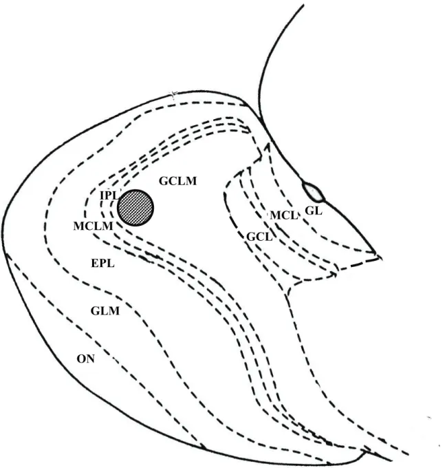 Fig. 10. Schematic representation of the sagital section of the olfactory bulb. 