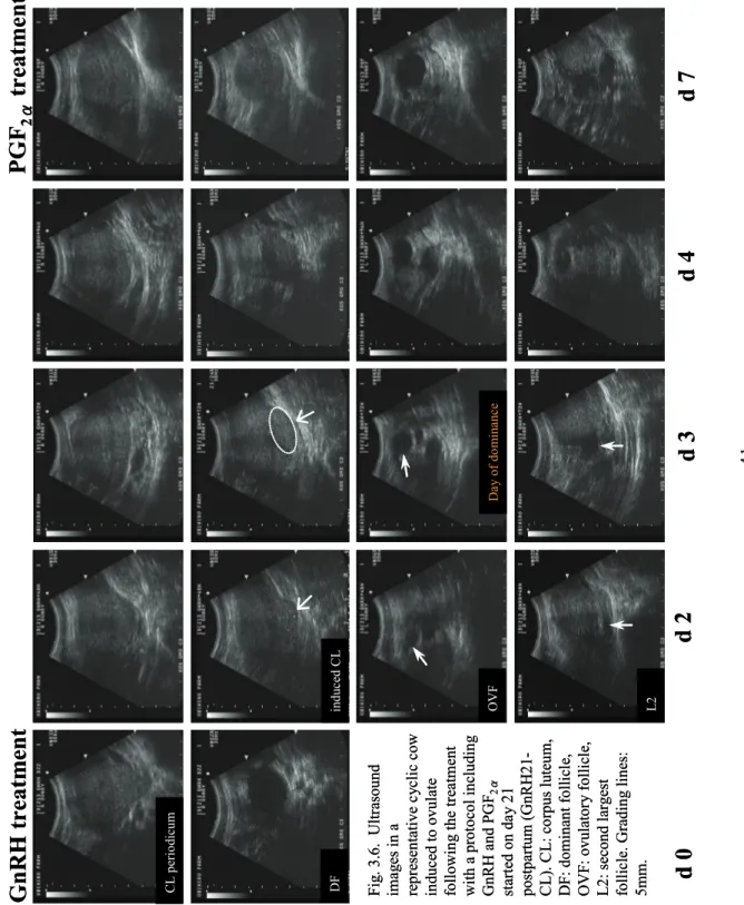 Fig. 3.6.  Ultrasound images in a representative cyclic cow induced to ovulate  following the treatment with a protocol including  GnRHand PGF 2α started on day 21 postpartum (GnRH21- CL)