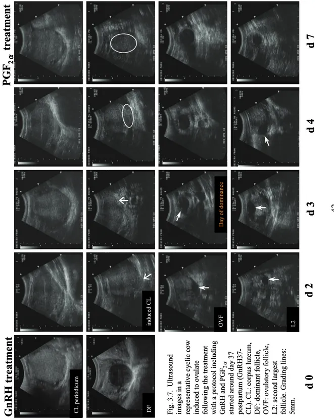 Fig. 3.7.  Ultrasound  images in a representative cyclic cow induced to ovulate  following the treatment  with a protocol including  GnRHand PGF 2α started around day 37  postpartum (GnRH37- CL)