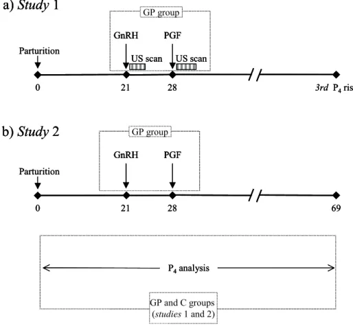 Figure 4.1 Time schedules for the two studies evaluating the ovulatory, the cyclic  ovarian activity and the fertility responses of cows treated with a GnRH-PGF 2α
