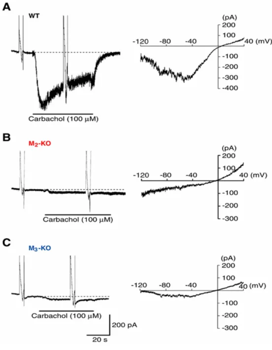 Figure 6    The current-voltage (I-V) relationships of mI Cat  in WT (A), M 2 -KO (B) and  M 3 -KO (C) cells