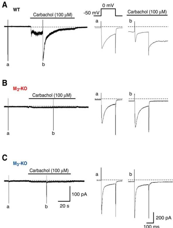 Figure 7    Inward tail current responses evoked by Ca 2+  entry through voltage-gated  Ca 2+  channels in WT (A), M 2 -KO (B) and M 3 -KO (C) cells