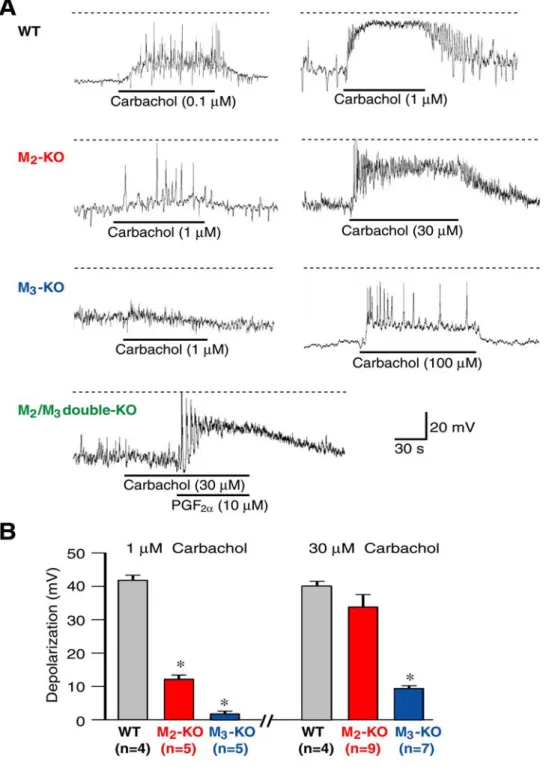 Figure 8    The M 2 /M 3 -operated pathway is more efficient in producing membrane  depolarization and increased spike activity than the M 2 - or M 3 -operated pathways