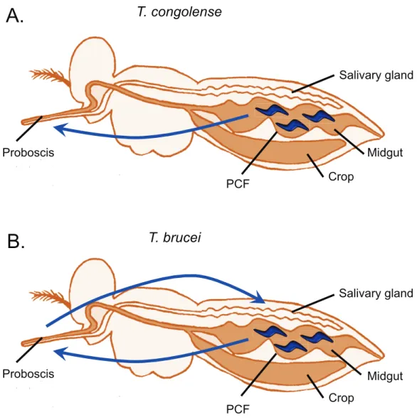 Fig. 3. Comparison of the PCF and EMF parasitisms of T. congolense and  T. 