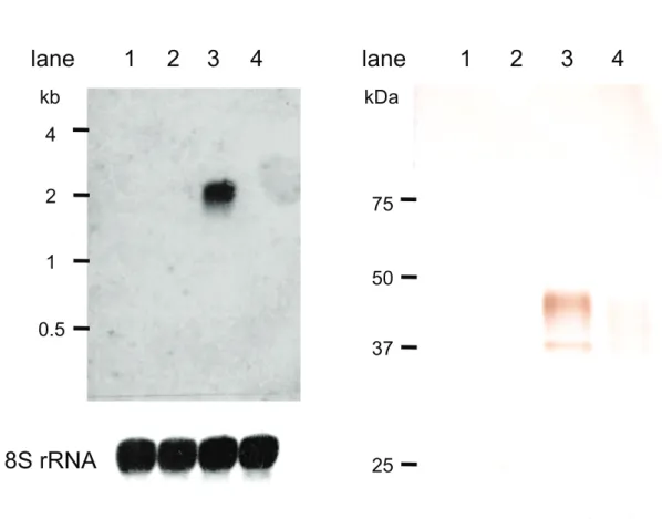 Fig. 7. Expression profile of TcHpHbR. A: The TcHpHbR mRNA expression profile  was examined by northern blot analysis