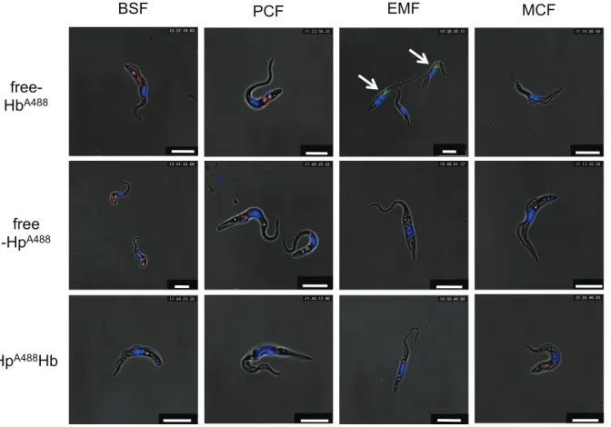 Fig. 8. Comparison of hemoglobin uptake throughout the life-cycle stages of the  parasite