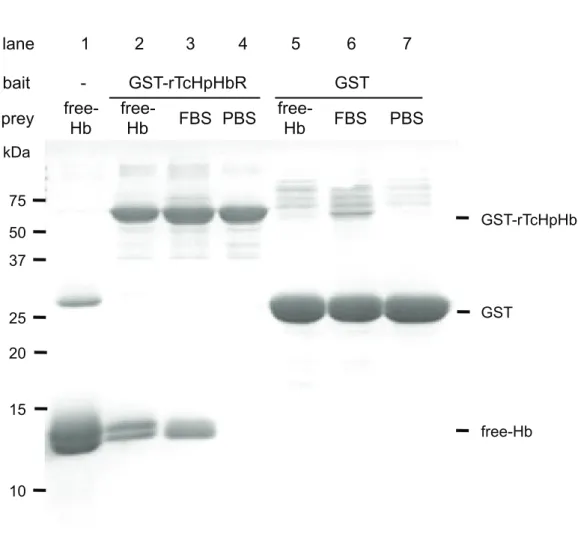 Fig. 9. Assessment of qualitative binding between rTcHpHbR and free-Hb by a  pull-down assay