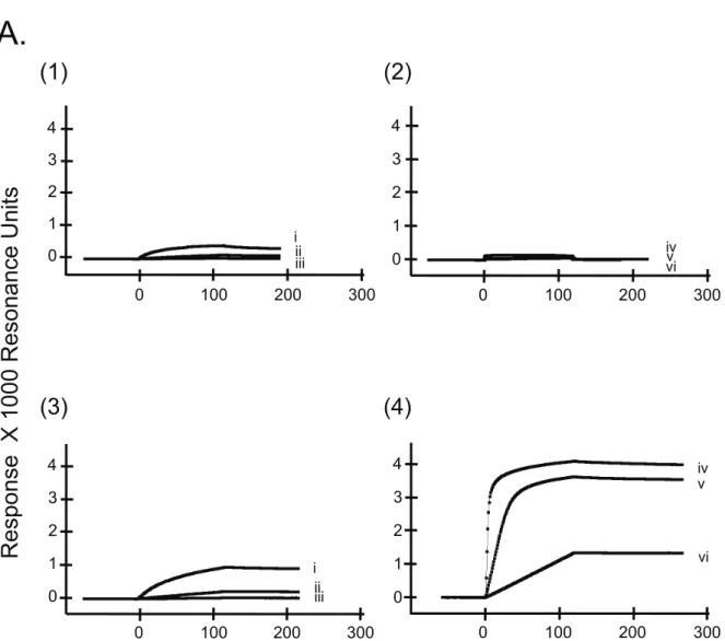 Fig. 10. SPR assays of rTcHpHbR and rTbHpHbR. The quantitative binding assays  of his-rTcHpHbR and his-rTbHpHbR were performed in SPR assays